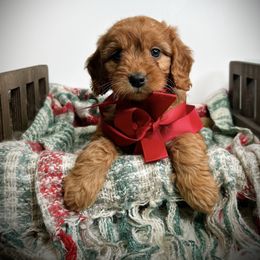 Joy - Red  female Goldendoodle puppy in from Pink Poodles and Doodles