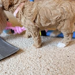 Poodle Puppies from Pet Guardian Smart Kennels, LLC