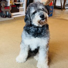 Bonnie - Bernedoodle