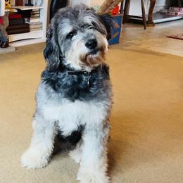 Bonnie - Bernedoodle