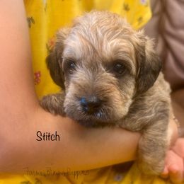 Stitch - Sable male Schnoodle puppy in Sedalia, Missouri from Farmer Brown's Puppies