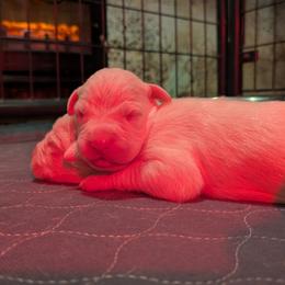 Methuselah - White male Dogo Argentino puppy in Morgan Hill, Pennsylvania from De la Fuerza De Dios