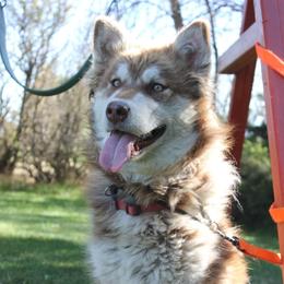Rosie - Alaskan Malamute