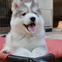 Siberian Husky Puppies from Hill Top Huskies