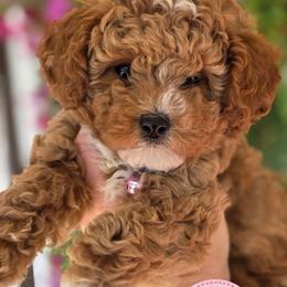 Juliet - Red  female Goldendoodle puppy in Vernon, Texas from Sugarland's Texas Goldendoodles