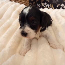 Stan - Tri-color male Cavapoo puppy in Redding, California from O’Hara  Doodles