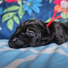 Red Collar - Black male Cane Corso puppy in Houston, Texas from Zenith Cane Corso
