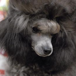 Poodles from G8rcreek Poodles