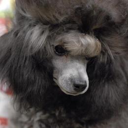 Poodles from G8rcreek Poodles
