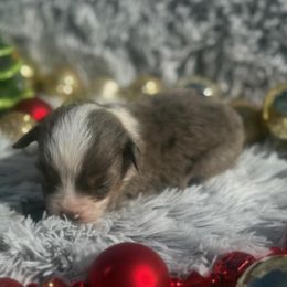 Freckles - Blue merle male Toy Australian Shepherd puppy in Ambrose, Georgia from Brandilyn's Aussies