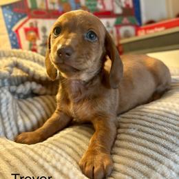 Trevor - Chocolate and tan male Dachshund puppy in Aiken, South Carolina from State Eight Dachshunds