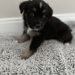 Australian Shepherd Puppies from Music City Aussies