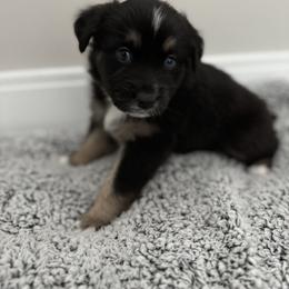 Australian Shepherd Puppies from Music City Aussies