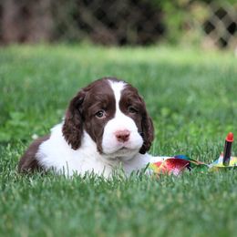 English Springer Spaniel Puppies from Ivy Hill English Springer Spaniels