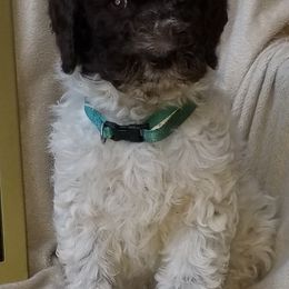 Dachshunds and Labradoodles from Fritz Family Friends