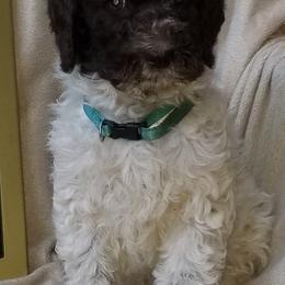 Dachshunds and Labradoodles from Fritz Family Friends