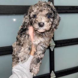 Aussiedoodle and Goldendoodle Puppies from Cosby Ranch Doodles