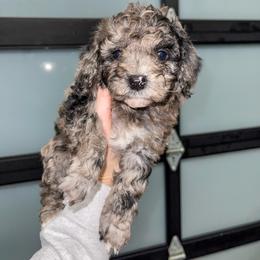 Aussiedoodle and Goldendoodle Puppies from Cosby Ranch Doodles