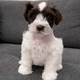Tulip - Parti female Miniature Schnauzer puppy in Tacoma, Washington from MSR Mini Schnauzers