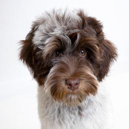 Australian Labradoodles, Cavapoos, Goldendoodles, Golden Mountain Doodles, and Poodles from Dawson's Royal Companions