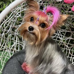 Mulan - Yorkshire Terrier