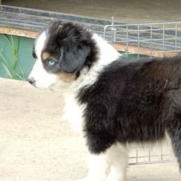 Miniature American Shepherd Puppies from Blue Moon Mini Shepherds