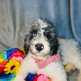 Willie Nelson - Merle Bernedoodle puppy in Branson West, Missouri from Ozark Acres LLC