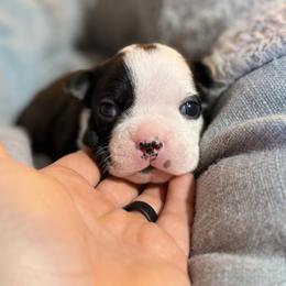 Red - Black and white male Boston Terrier puppy in Hialeah, Florida from K&N Boston Paws