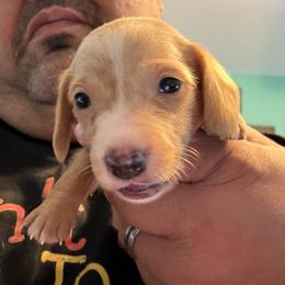 Dachshund Puppies from Witchy Woman’s Wiener’s