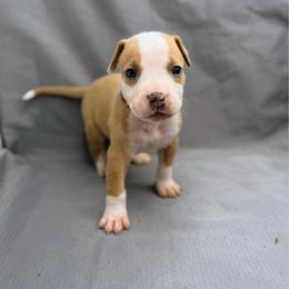 Red Collar Male - Blue fawn male American Pit Bull Terrier puppy in Pensacola, Florida from Alpha Alliance Kennels