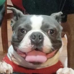 Boston Terriers, Doberman Pinschers, and French Bulldogs from Ohio French Bulldogs