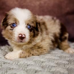 Trixie - Red merle female Australian Shepherd puppy in Alvin, Texas from Gulf Coast Aussies