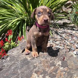 Honor - Red female Catahoula Leopard Dog puppy in Washington from Coweeman Catahoulas