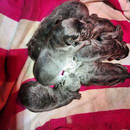 Osiris - Blue male German Shepherd puppy in Los Lunas, New Mexico from Mali's German Shepherds LLC