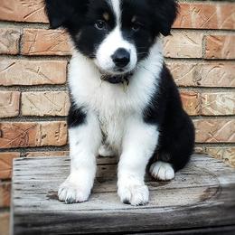 Australian Shepherd Puppies from Ohio Valley Australian Shepherds