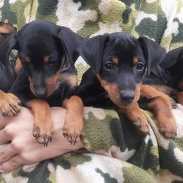 Miniature Pinschers from Waldron Family Min Pins