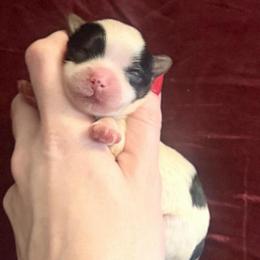 Little Prince Luka - Parti male Yorkshire Terrier puppy in Hope, Indiana from DJ Yorkies
