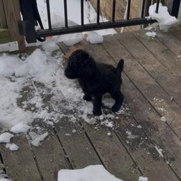 Blue-INDIGO - Black female Poodle puppy in Hamilton Square, New Jersey from Sweet Standards