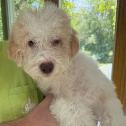 Gray Boy - Orange male Lagotto Romagnolo puppy in Chicago, Illinois from Midwest Lagotto Romagnolo