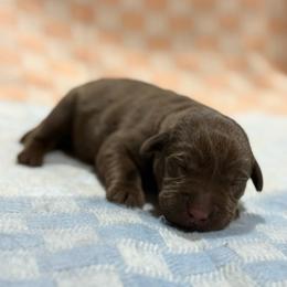 Legs - Chocolate female Labrador Retriever puppy in Isle, Minnesota from Dog Ear Outfitters