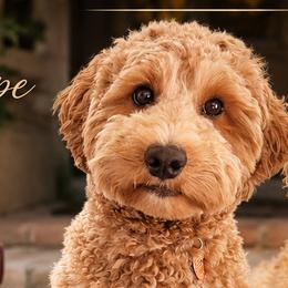 Penelope - Goldendoodle