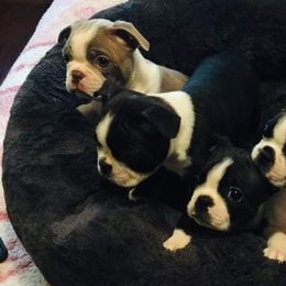 Boston Terriers from Selma's Boston Terriers