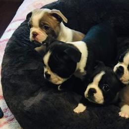 Boston Terriers from Selma's Boston Terriers