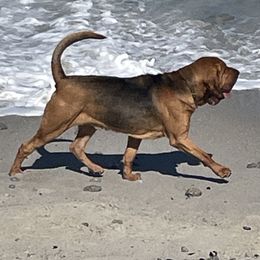 Maker - Bloodhound