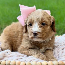 Pink - Caramel red female Australian Labradoodle puppy in Auburn, Washington from West Valley Labradoodles