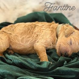 Fantine - Apricot female Poodle puppy in Brooksville, Florida from Ariella Standard Poodles & Chinese Cresteds