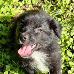 Ava - Black & white female Miniature Australian Shepherd puppy in Patterson, North Carolina from DreamLine Aussies
