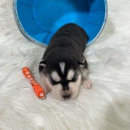 Aries - Black and white male Siberian Husky puppy in Collins, Iowa from Homegrown Huskies
