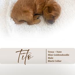 Tito - Apricot male Goldendoodle puppy in Garden Grove, California from Sunkissed Doodles