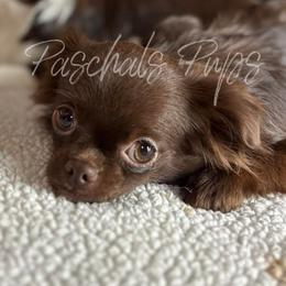 Ginger - Chihuahua